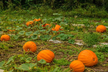 pumpkin patch with large pumpkins