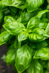 Raw Green Organic Basil Plant