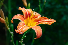 Orange Wet Daylily Flowers With Raindrops On Petals. Wet Flowers On A Natural Blurred Background In Rainy Weather, Selective Focus.