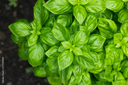 Fotomural Raw Green Organic Basil Plant
