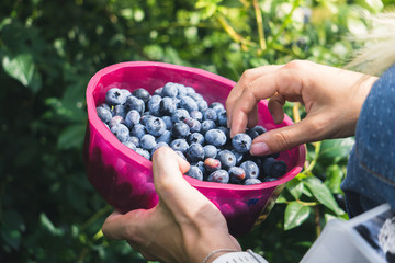 Frau pflückt Heidelbeeren vom Strauch