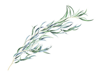 eucalyptus branch isolated on white. watercolor hand drawn illustration.