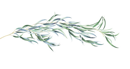 eucalyptus branch isolated on white. watercolor hand drawn illustration.