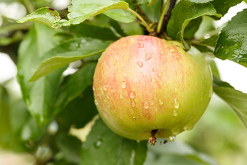 Wall Mural - an apple ripens on a branch