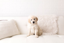Golden Retriever Puppy On White Couch
