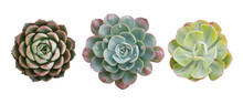 Top View Of Small Potted Cactus Succulent Plants, Set Of Three Various Types Of Echeveria Succulents Including Raindrops Echeveria (center) Isolated On White Background With Clipping Path.