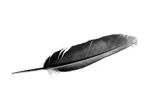 Dove Feather Isolated Bird Feather On A White  Background