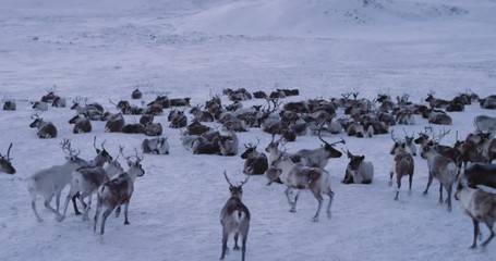 a big reindeers herd in the the middle of arctic , amazing video capturing , beautiful reindeers