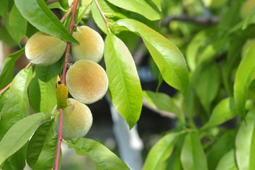 Wall Mural - Slightly unripe peaches ripen on a tree in the sun