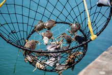 Crab Trap With Undersize Crabs - Basket, Ring Style