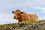 Fototapeta Sawanna - Beautiful Cow, Isle of Skye