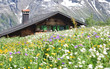 Carpet of wild alpine flowers in front of a chalet tucked in the Bernese Alps near the mountain village of Murren 