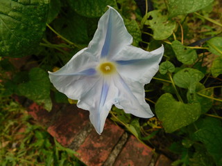 Wall Mural - Morning Glory