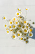 chamomile on wooden background