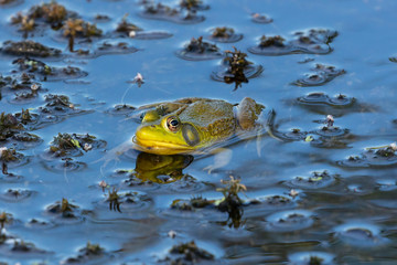 Sticker - The American bullfrog (Lithobates catesbeianus or Rana catesbeiana) is native to eastern North America.