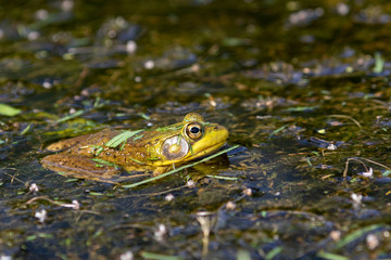 Sticker - The American bullfrog (Lithobates catesbeianus or Rana catesbeiana) is native to eastern North America.