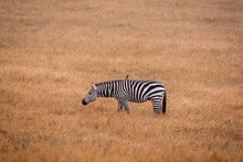 One Zebra Grazing In A Golden Grassland  In California One With A Bird On Its Back.