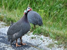 The Helmeted Guineafowl (Numida Meleagris) Is Native  African Bird, Often Domesticated In Europe And America