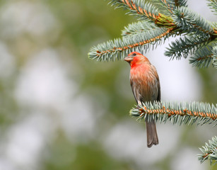 Wall Mural - red house finch standing on pine tree branch