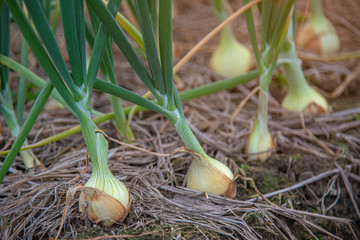 Wall Mural - Close-up white onion grow up in the organic garden waiting for harvest season. Healthy food concept.