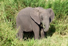 African Elephant Calf In Deep Grass