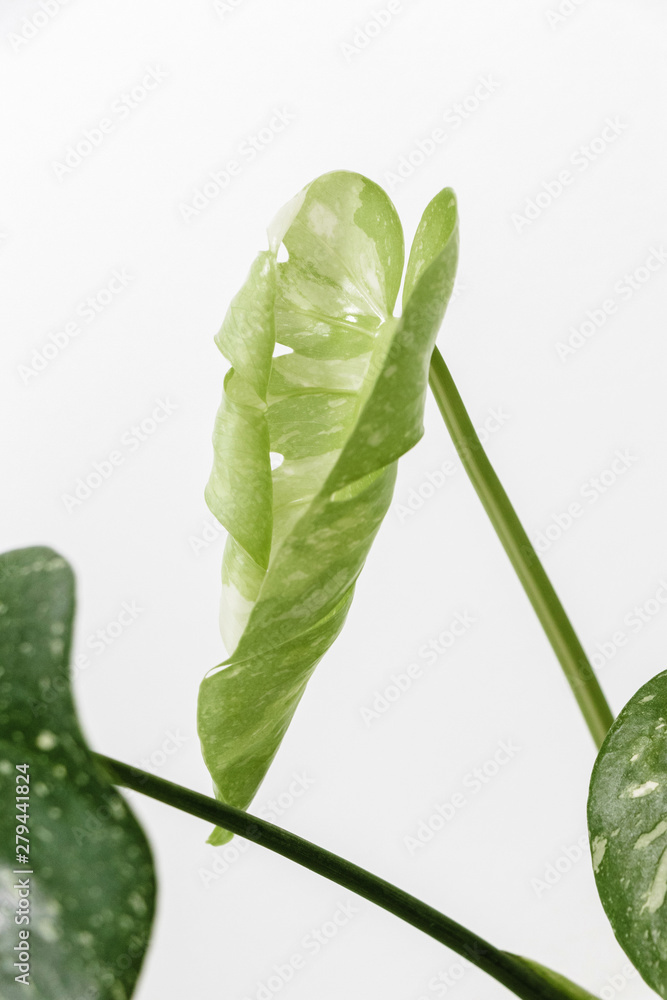 Monstera leaf to unfurl on a white background, creative tropical plant  concept, Monstera Deliciosa Variegata or Thai Constellation Stock Photo |  Adobe Stock