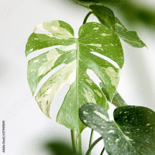 Download Monstera Leaves On A White Background Creative Tropical Plant For Free Get Wallpaper Monstera Leaves On A White Background Creative Tropical Plant For Android