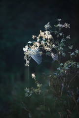 Wall Mural - Cobwebs on the grass and branches of trees. The web grid is illuminated by the morning sunlight