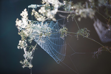 Wall Mural - Cobwebs on the grass and branches of trees. The web grid is illuminated by the morning sunlight