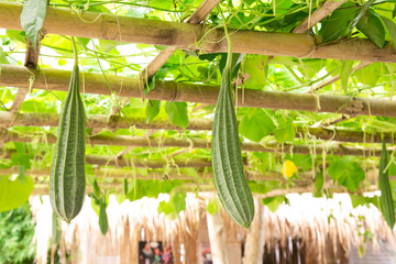 Bitter gourd plants in a farm