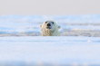 Polar bear on drift ice, Svalbard, Norway.