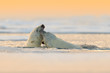 Polar bear fight in the water. Two Polar bears playing on drifting ice with snow. White animals in the nature habitat, Svalbard, Norway. Animals playing in snow, Arctic wildlife. Funny nature image .