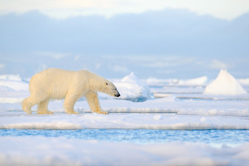 polar bear on drift ice edge with snow and water in svalbard sea. white big animal in the nature hab