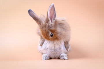 Cute little rabbit Standing on an orange background