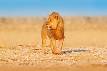 Lion walk. Portrait of African lion, Panthera leo, detail of big animals, Etocha NP, Namibia, Africa. Cats in dry nature habitat, hot sunny day in desert. Wildlife scene from nature.