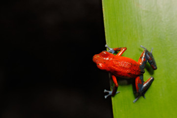 Wall Mural - Red Strawberry poison dart frog, Dendrobates pumilio, in the nature habitat, Nicaragua. Close-up portrait of poison red frog. Rare amphibian in the tropic. Wildlife jungle. Frog in the forest.