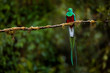 Resplendent Quetzal, Pharomachrus mocinno, from Savegre in Costa Rica with blurred green forest in background. Magnificent sacred green and red bird. Detail forest hidden of Resplendent Quetzal.