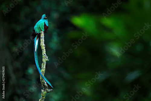 Cuadros en Lienzo Resplendent Quetzal, Pharomachrus mocinno, from Savegre in Costa Rica with blurred green forest in background