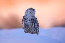 Snowy Owl Sitting On The Snow In The Habitat. Cold Winter With White Bird. Wildlife Scene From Nature, Manitoba, Canada. Owl On The White Meadow, Animal Behaviour.