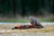 Buzzard with kill pheasant carcass on the forest meadow. Buteo buteo with dead Common Pheasant. Feeding behaviour scene from nature. Black bird from Germany. Buzzard , bird widlife in Europe.