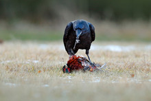 Raven With Kill Pheasant Carcass On The Forest Meadow. Black Bird Raven With Dead Common Pheasant. Feeding Behaviour Scene From Nature. Black Bird From Germany. Raven, Bird Widlife In Europe.