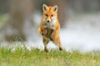 Red Fox jumping , Vulpes vulpes, wildlife scene from Europe. Orange fur coat animal in the nature habitat. Fox on the green forest meadow.
