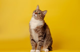 Fototapeta Koty - attentive cat on yellow background
