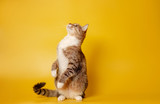 Fototapeta Koty - cat is sitting on hind legs on yellow background