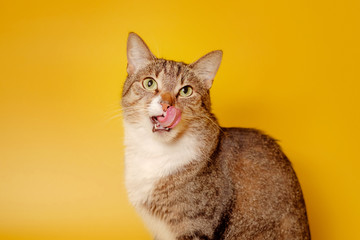 cat licks nose on yellow background