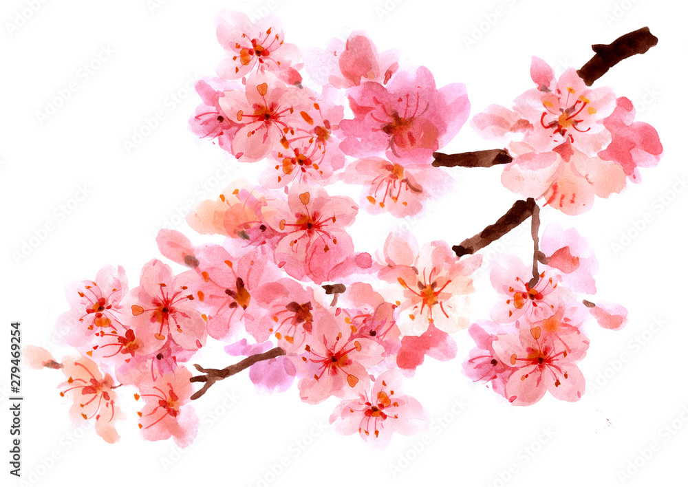 Sakura watercolor background for graphic design, hand painted on paper ...