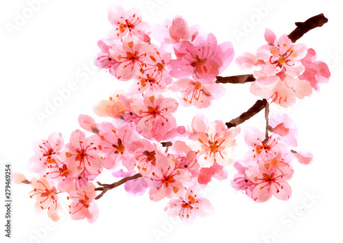 Sakura watercolor background for graphic design, hand painted on paper, sakur...
