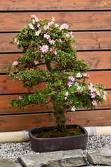 Canvas Print - Blooming bonsai tree in a ceramic bowl.