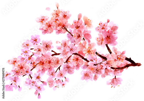 Sakura watercolor background for graphic design, hand painted on paper, sakur...