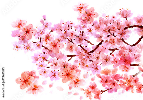 Sakura watercolor background for graphic design, hand painted on paper, sakur...